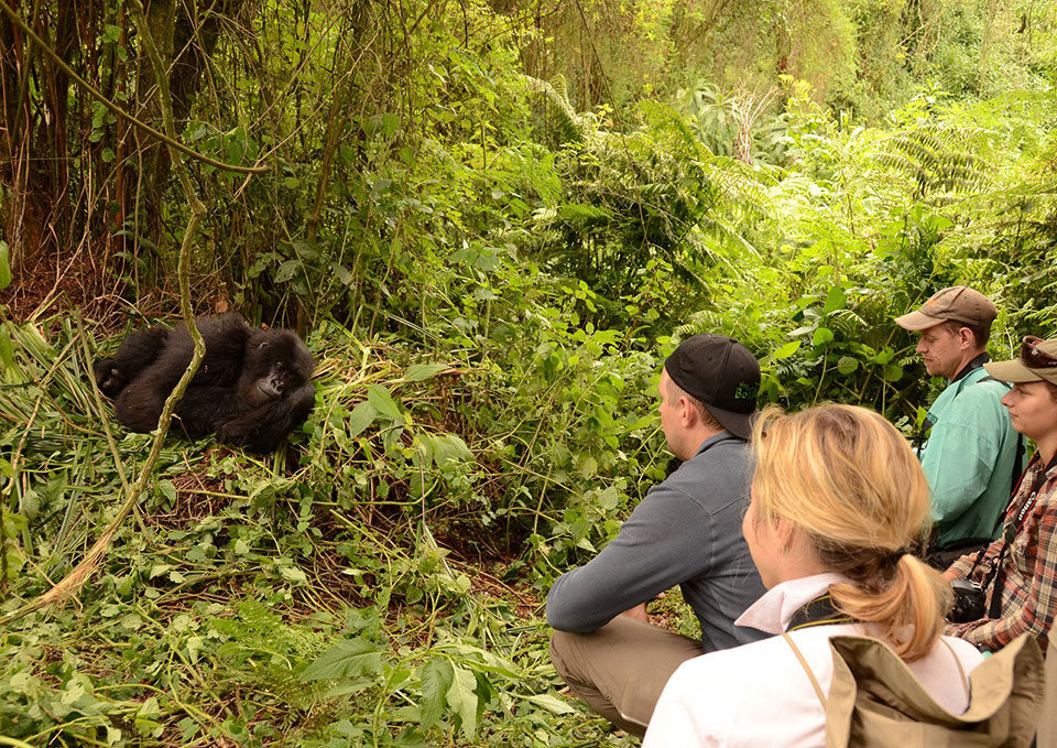 1s 14 Days Rwanda safari worth for Families travelling with kids 